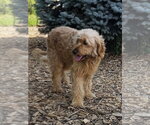 Small #1 Golden Retriever