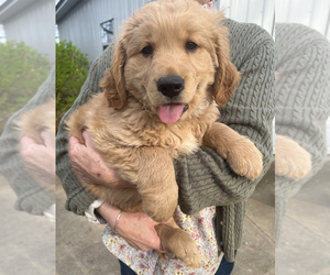 Golden Retriever Puppy for Sale in HARTSELLE, Alabama USA