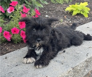 Schnauzer (Miniature) Puppy for sale in CANOGA, NY, USA