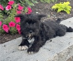 Image preview for Ad Listing. Nickname: Midnight