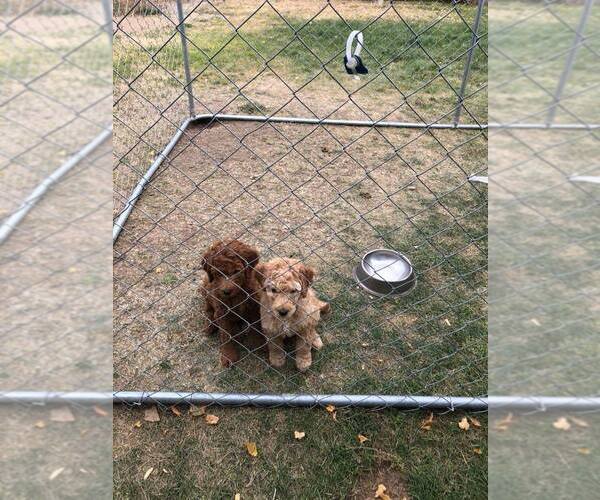 Medium Photo #11 Goldendoodle Puppy For Sale in NAMPA, ID, USA