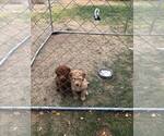Small Photo #11 Goldendoodle Puppy For Sale in NAMPA, ID, USA