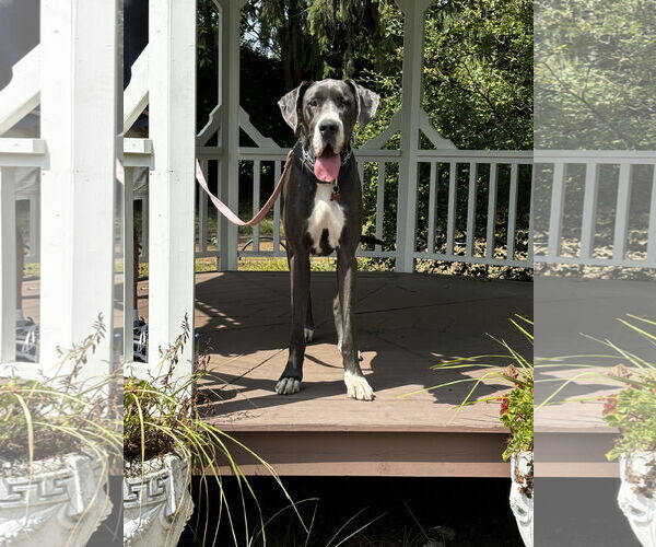 Medium Photo #3 Great Dane Puppy For Sale in Fenton, MO, USA