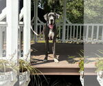 Small #2 Great Dane