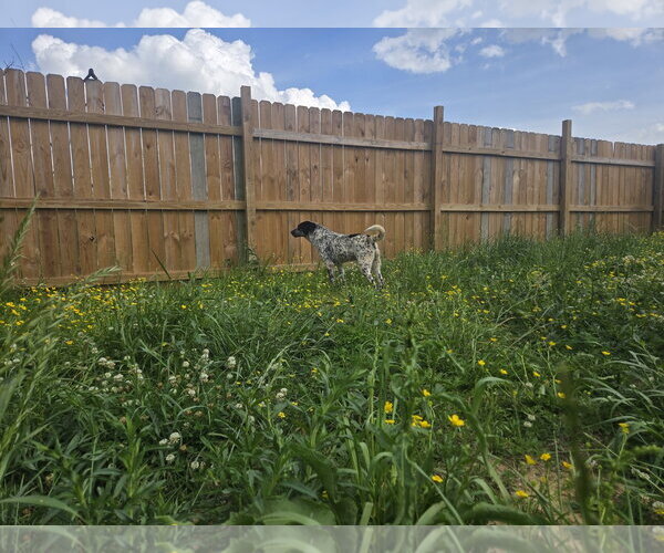 Medium Photo #5 Mutt Puppy For Sale in Jackson, MS, USA