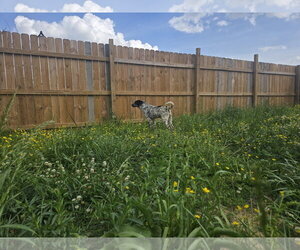 BB - Male Mutt Dog for Adoption - Photo #5