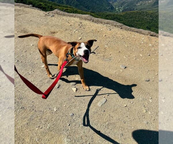 Medium Photo #5 Boxer-Unknown Mix Puppy For Sale in San Juan Capistrano, CA, USA