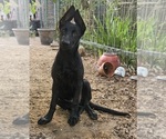 Small #12 German Shepherd Dog