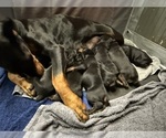Small #2 Doberman Pinscher