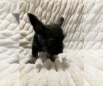 Small Photo #8 Miniature French Schnauzer Puppy For Sale in HOUSTON, TX, USA