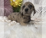 Small Photo #4 Great Dane Puppy For Sale in SALTVILLE, VA, USA