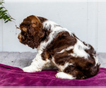 Small #3 Cocker Spaniel