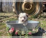 Small Photo #8 Miniature Australian Shepherd Puppy For Sale in ARCHDALE, NC, USA
