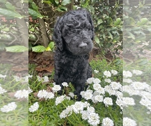 Goldendoodle Puppy for sale in CUMMING, GA, USA