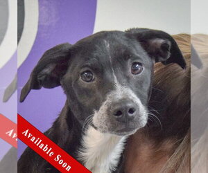 Border Collie-Unknown Mix Dogs for adoption in Huntley, IL, USA