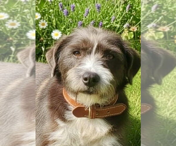 Medium Photo #11 Border Terrier-Unknown Mix Puppy For Sale in San Diego, CA, USA