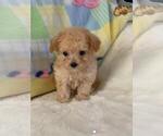 Small #14 Poodle (Toy)