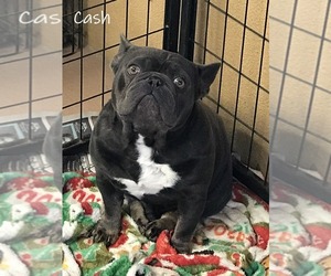 Father of the French Bulldog puppies born on 12/01/2019