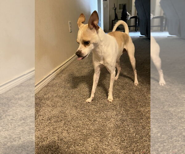 Medium Photo #2 Chihuahua Puppy For Sale in FRAMINGHAM, MA, USA