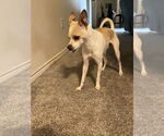 Small #1 Chihuahua