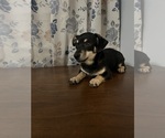 Small #54 Chihuahua