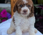 Small Photo #27 Maltipoo (Toy) Puppy For Sale in GOSHEN, IN, USA