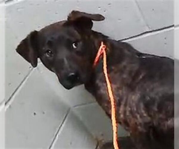 Medium Photo #1 German Shepherd Dog Puppy For Sale in Tulsa, OK, USA