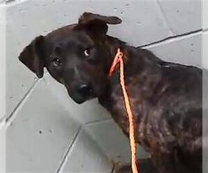 German Shepherd Dog Dogs for adoption in Tulsa, OK, USA