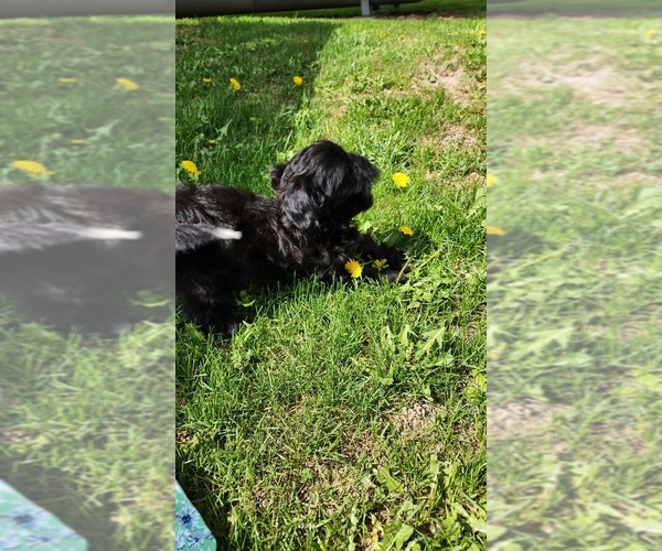 Medium Photo #4 Shiranian Puppy For Sale in GREENWOOD, WI, USA