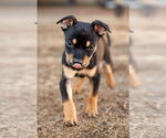 Small #15 American Staffordshire Terrier-Chihuahua Mix