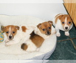 Image preview for Ad Listing. Nickname: Jack Russell