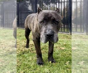 Mutt Dogs for adoption in Riverside, CA, USA