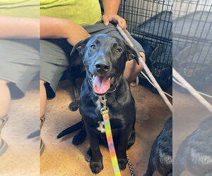 Labrador Retriever-Unknown Mix Dogs for adoption in Bolivar, MO, USA