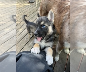 German Shepherd Dog-Siberian Husky Mix Litter for sale in POST FALLS, ID, USA