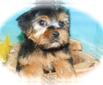 Small Photo #4 Yorkshire Terrier Puppy For Sale in HAMMOND, IN, USA
