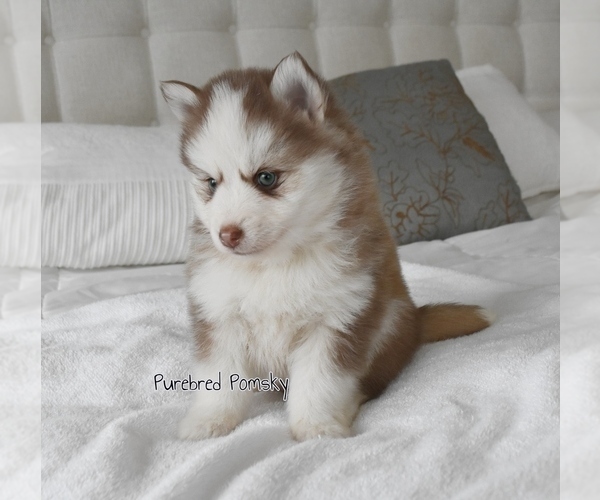 Medium Photo #4 Pomsky Puppy For Sale in KANSAS CITY, MO, USA