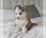 Small #3 Pomsky