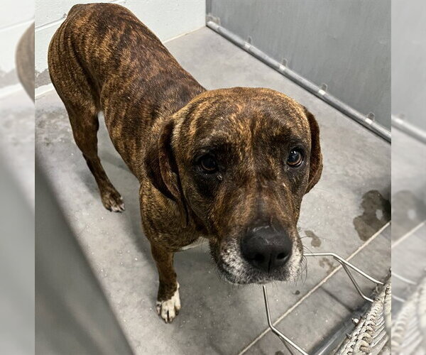 Medium Photo #1 Plott Hound-Unknown Mix Puppy For Sale in Tavares, FL, USA