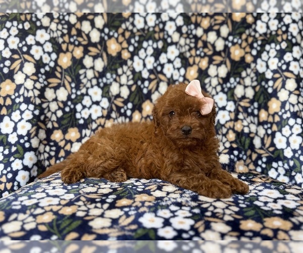 Medium Photo #5 Cavapoo (Miniature) Puppy For Sale in LAKELAND, FL, USA