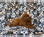 Small #4 Cavapoo (Miniature)