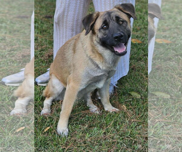 Medium Photo #2 Mutt Puppy For Sale in Wakefield, RI, USA