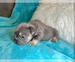 Small #7 French Bulldog