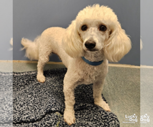 Poodle (Miniature)-Unknown Mix Dogs for adoption in Washington, DC, USA