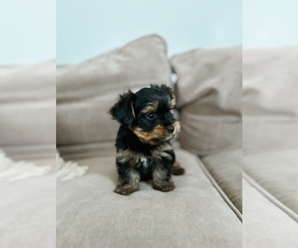 Medium Photo #3 Yorkshire Terrier Puppy For Sale in WEST HARTFORD, CT, USA