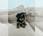 Small Photo #3 Yorkshire Terrier Puppy For Sale in WEST HARTFORD, CT, USA