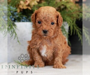 Cavapoo (Miniature) Puppy for sale in NARVON, PA, USA