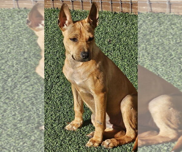 Medium Photo #2 Mutt Puppy For Sale in oakland, FL, USA