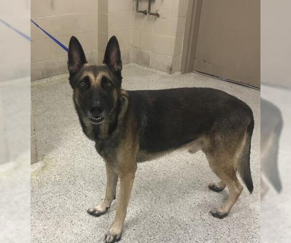 Medium Photo #1 German Shepherd Dog Puppy For Sale in Conroe, TX, USA