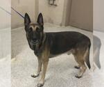 FRANK - Male German Shepherd Dog Dog for Adoption - Small photo