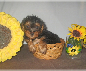 Yorkshire Terrier Puppy for sale in BAKERSFIELD, CA, USA
